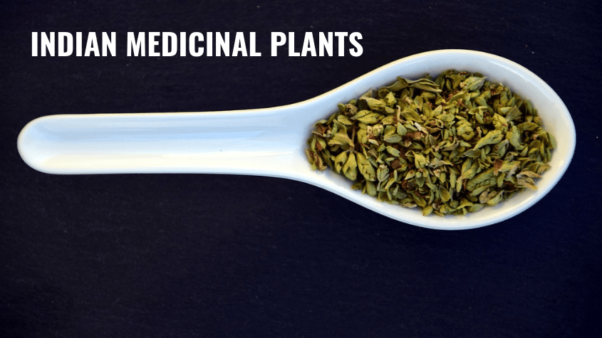 Top 8 Indian Medicinal Plants And Their Uses Thecompletehealth 7769